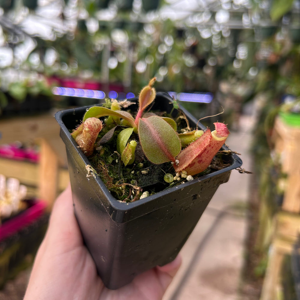 
                      
                        Nepenthes {[('Song of Melancholy' x [(lowii x veitchii) x boschiana]} #4 x veitchii 'Candy Dreams', CAR-1004
                      
                    