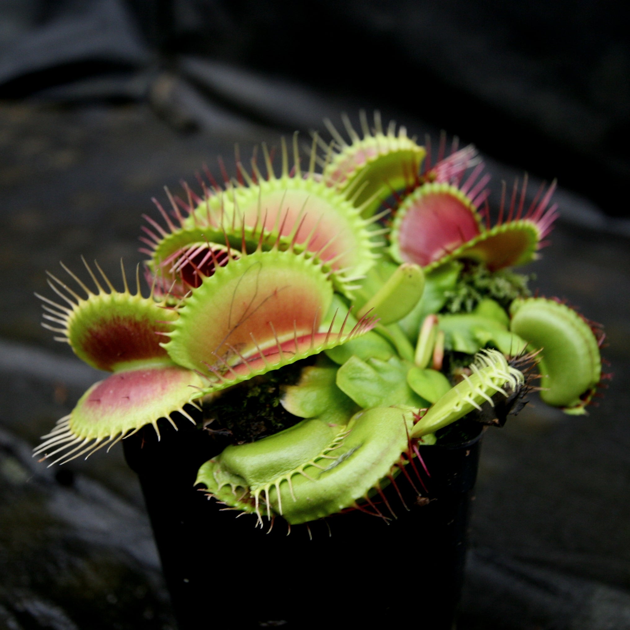 カピバラ Venus Flytrap - Dionaea muscipula 'B-52' Wholesale – Carnivero