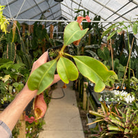 [A179] Nepenthes veitchii [(Murud x Candy) -Best Clone x "Cobra"] (XL, unpotted)
