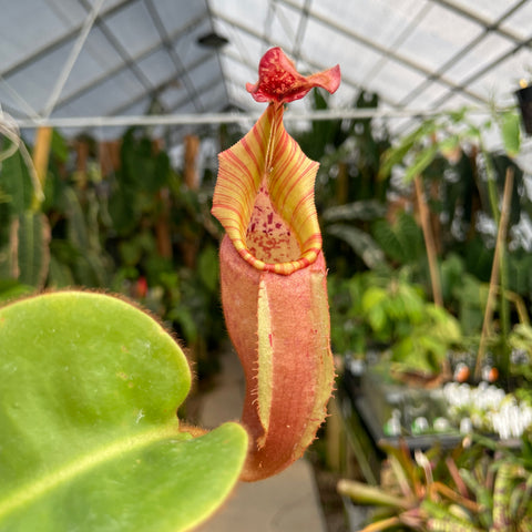 Close-up of Nepenthes veitchii pitcher with red hood and striped yellow interior.