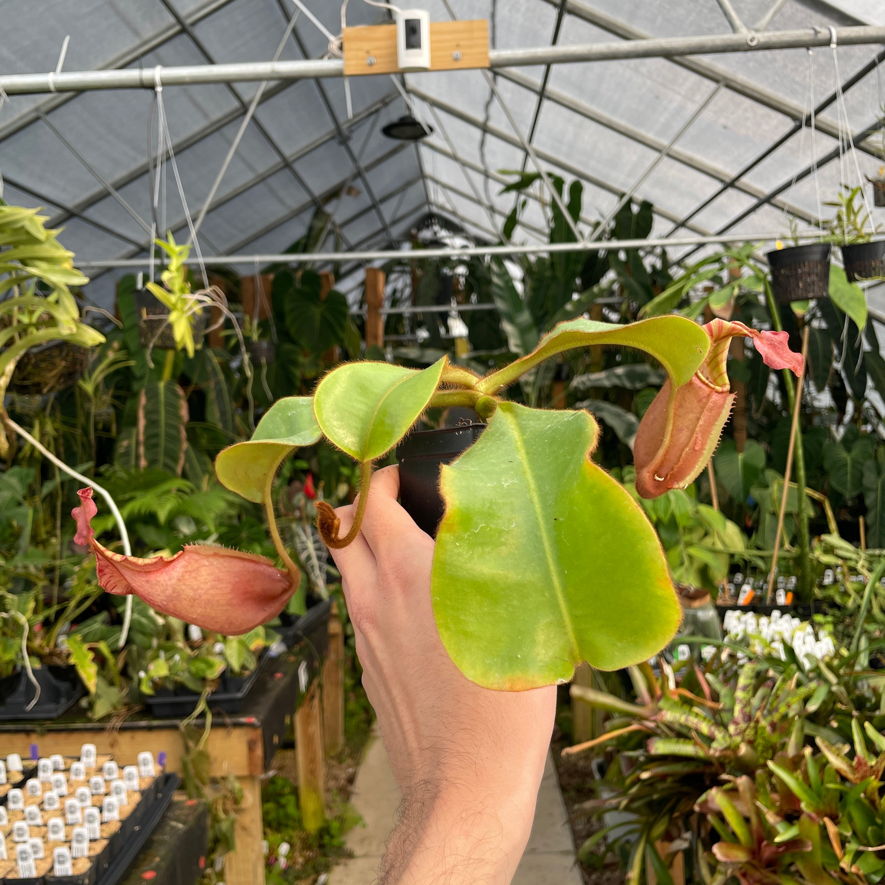 A179] Nepenthes veitchii [(Murud x Candy) -Best Clone x 