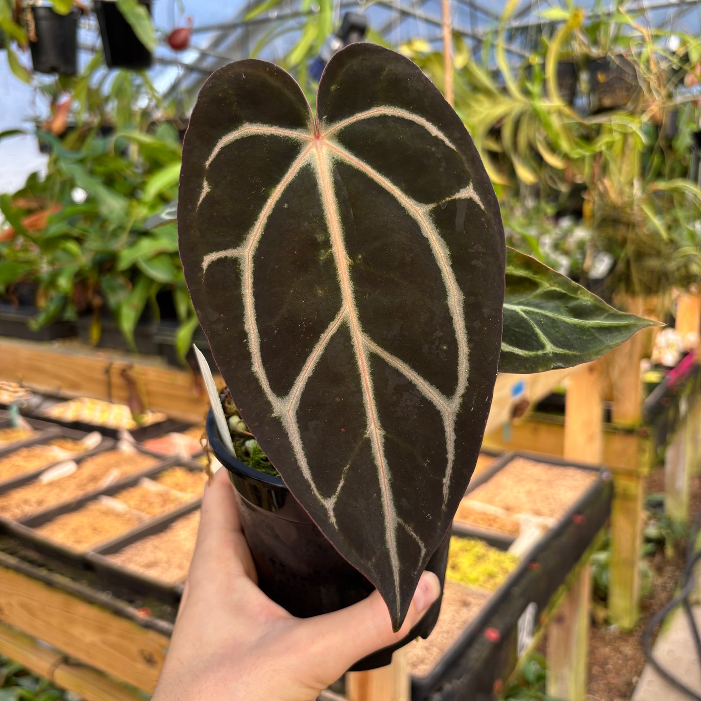 [A907] Anthurium carlablackiae