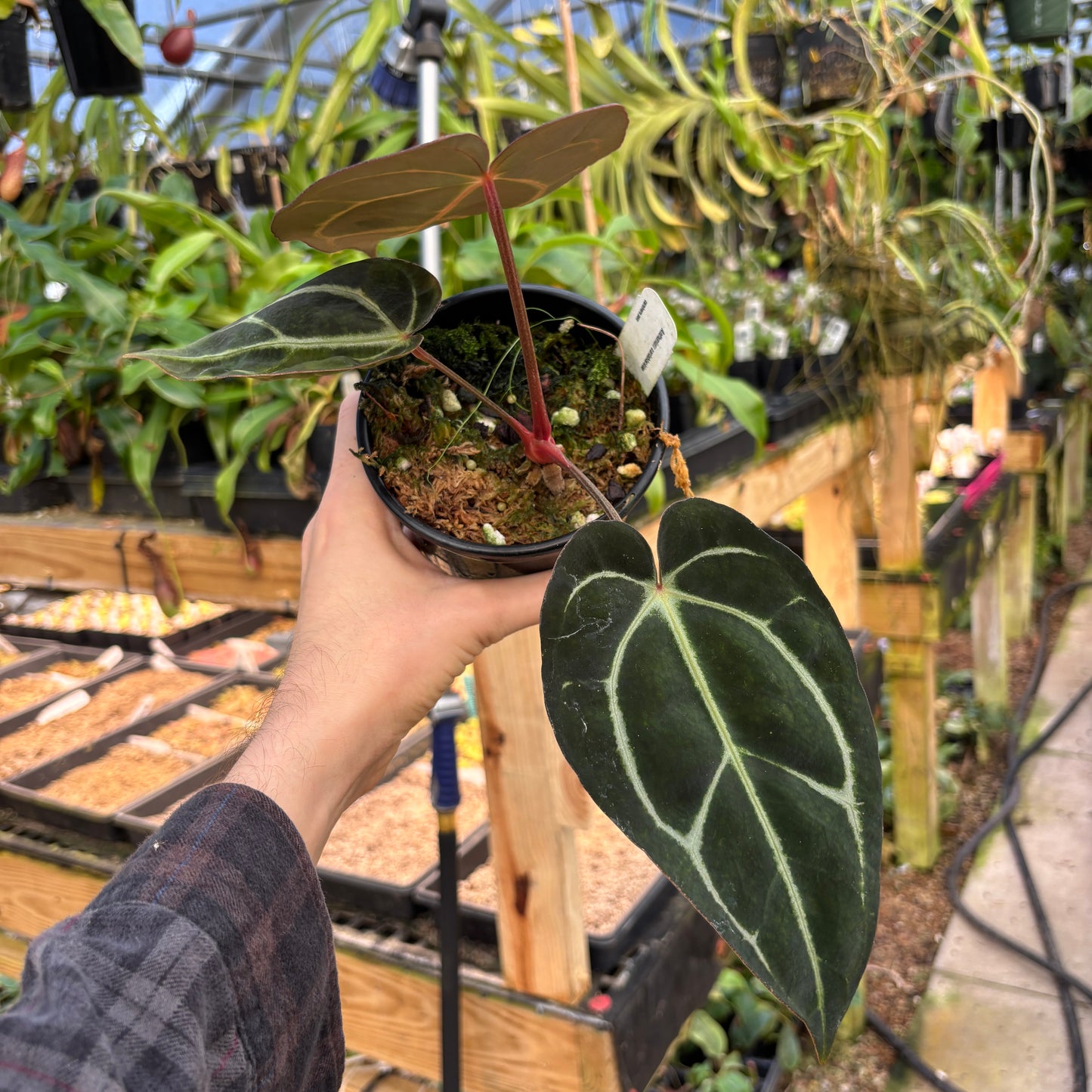 [A907] Anthurium carlablackiae