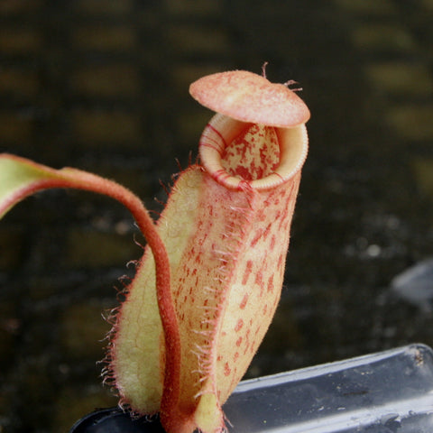 Close-up of a pink speckled Nepenthes pitcher with a pale curved lid from the Pink Candy Cane cultivar