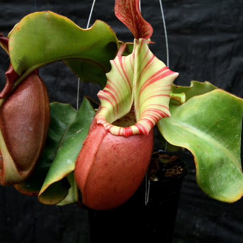 Nepenthes veitchii Big Mama x Pink Candy Cane with a tall red pitcher and pale yellow striped hood among green leaves