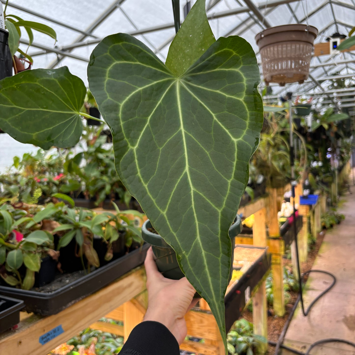 [A911] Anthurium Delta Force