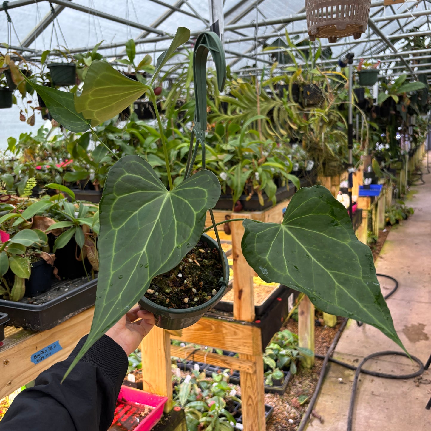 [A911] Anthurium Delta Force