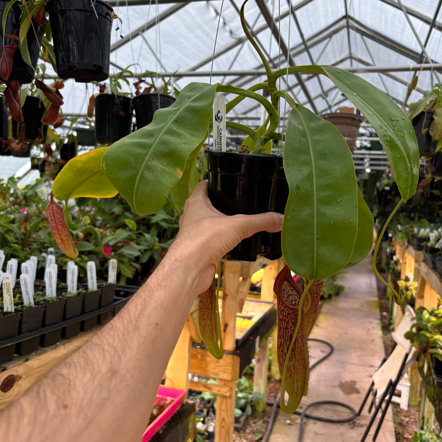 [A912] Nepenthes maxima BB x eymae EP, CAR-0669