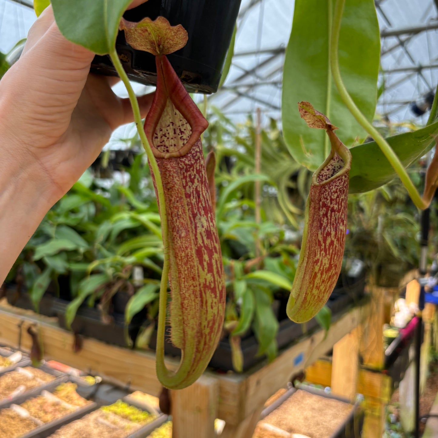 [A912] Nepenthes maxima BB x eymae EP, CAR-0669