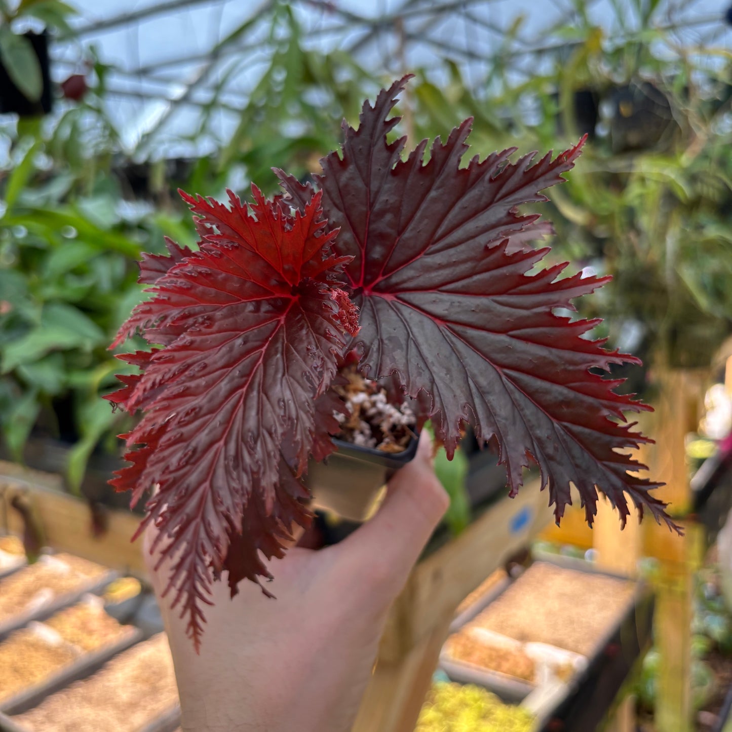 [A914] Begonia sp. Miri Sarawak