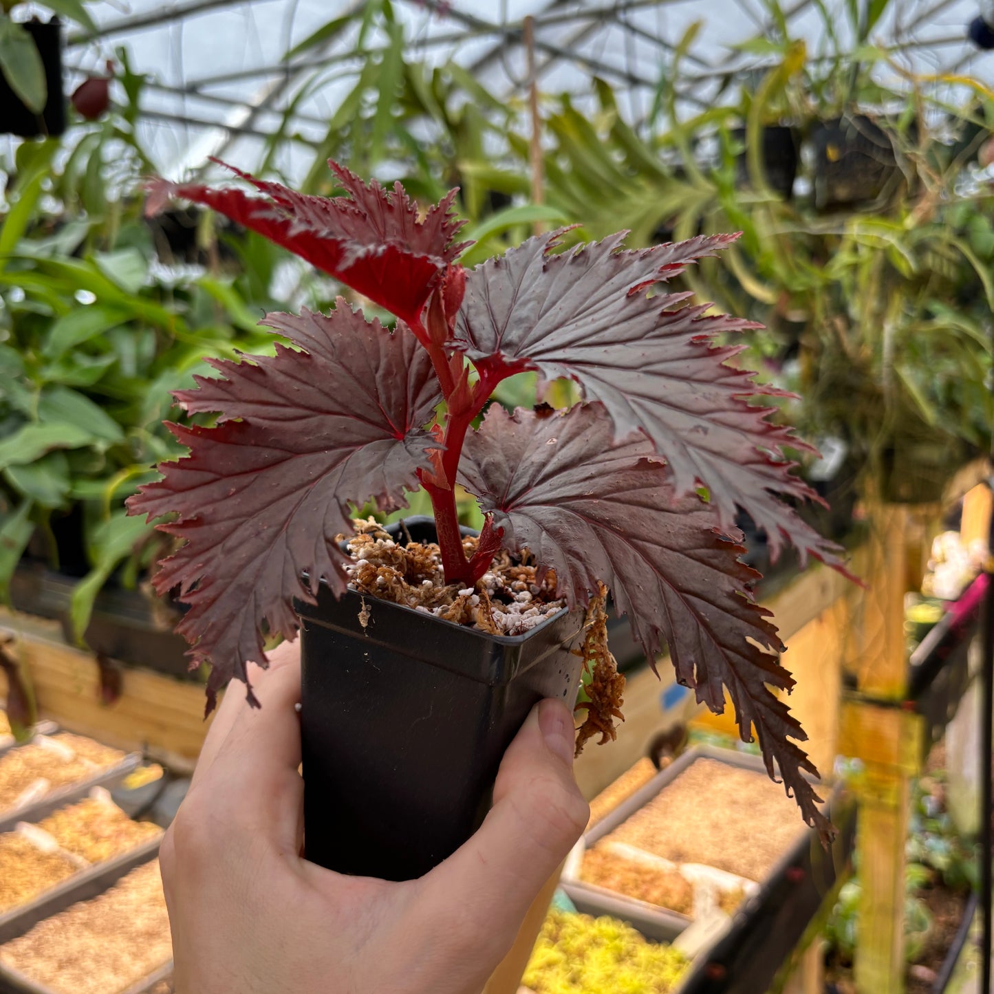 [A914] Begonia sp. Miri Sarawak