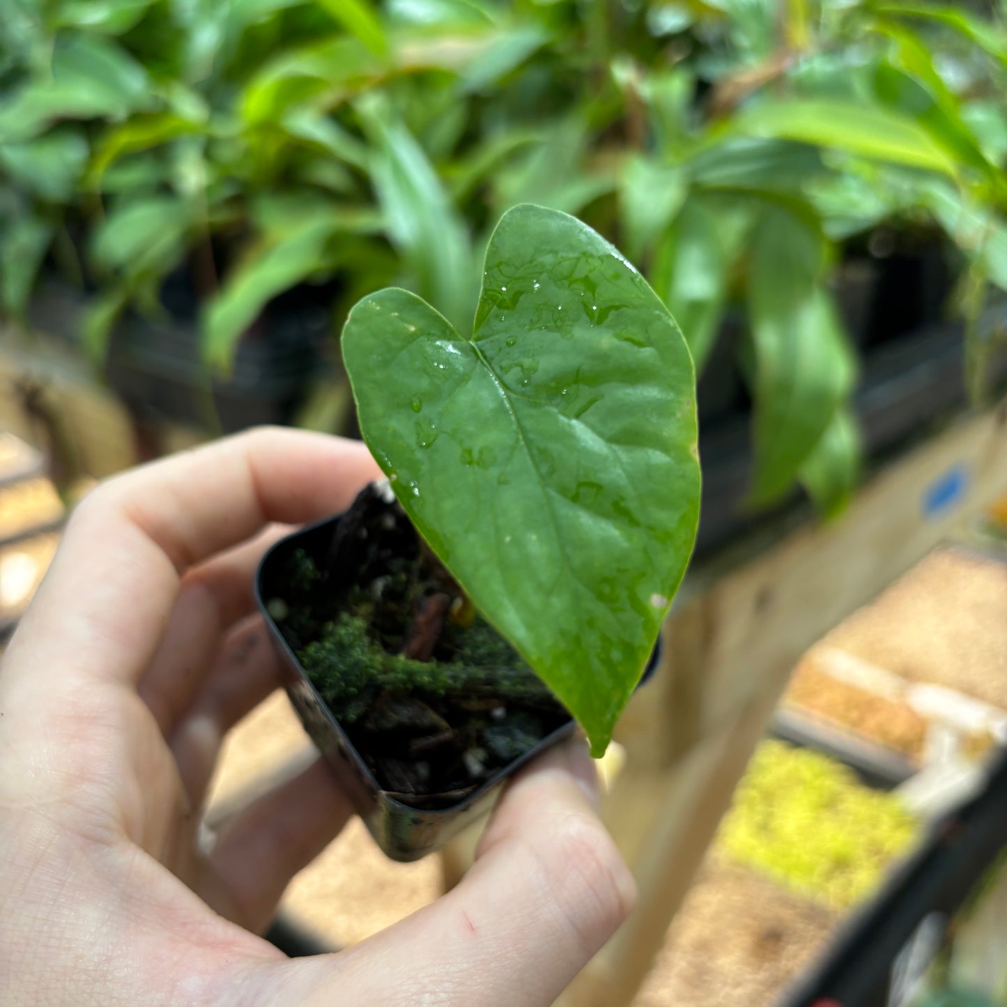 [MDR094] Monstera membranacea (Limon)