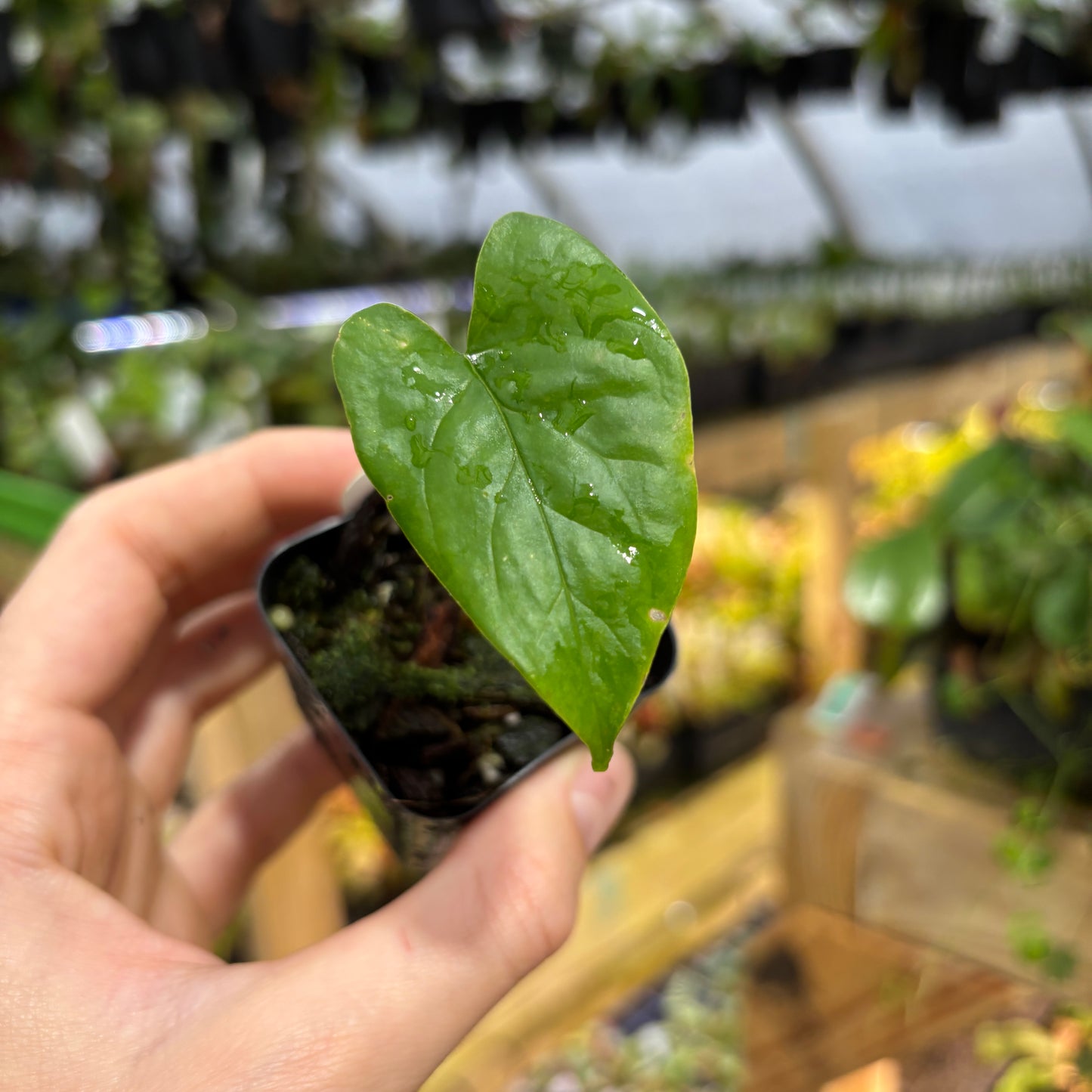 [MDR094] Monstera membranacea (Limon)