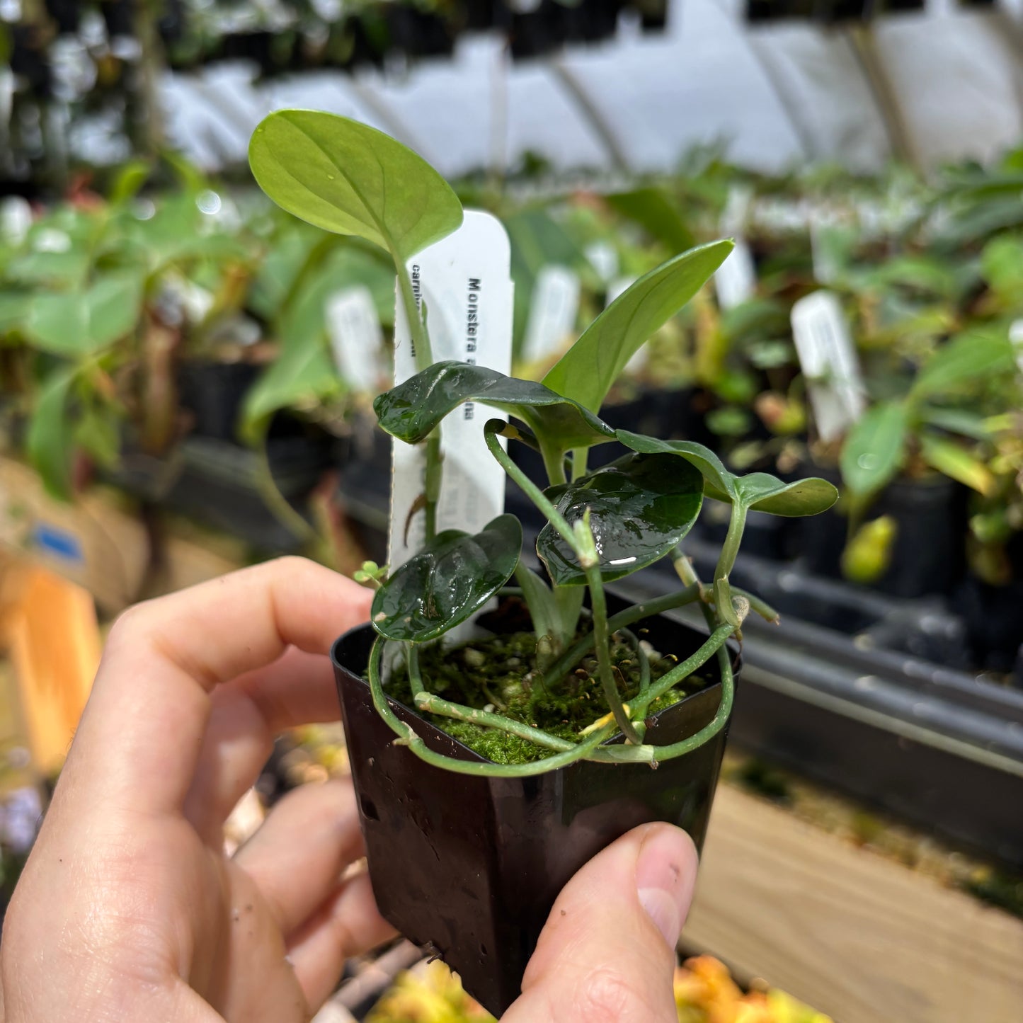 [MDR095] Monstera alcirana