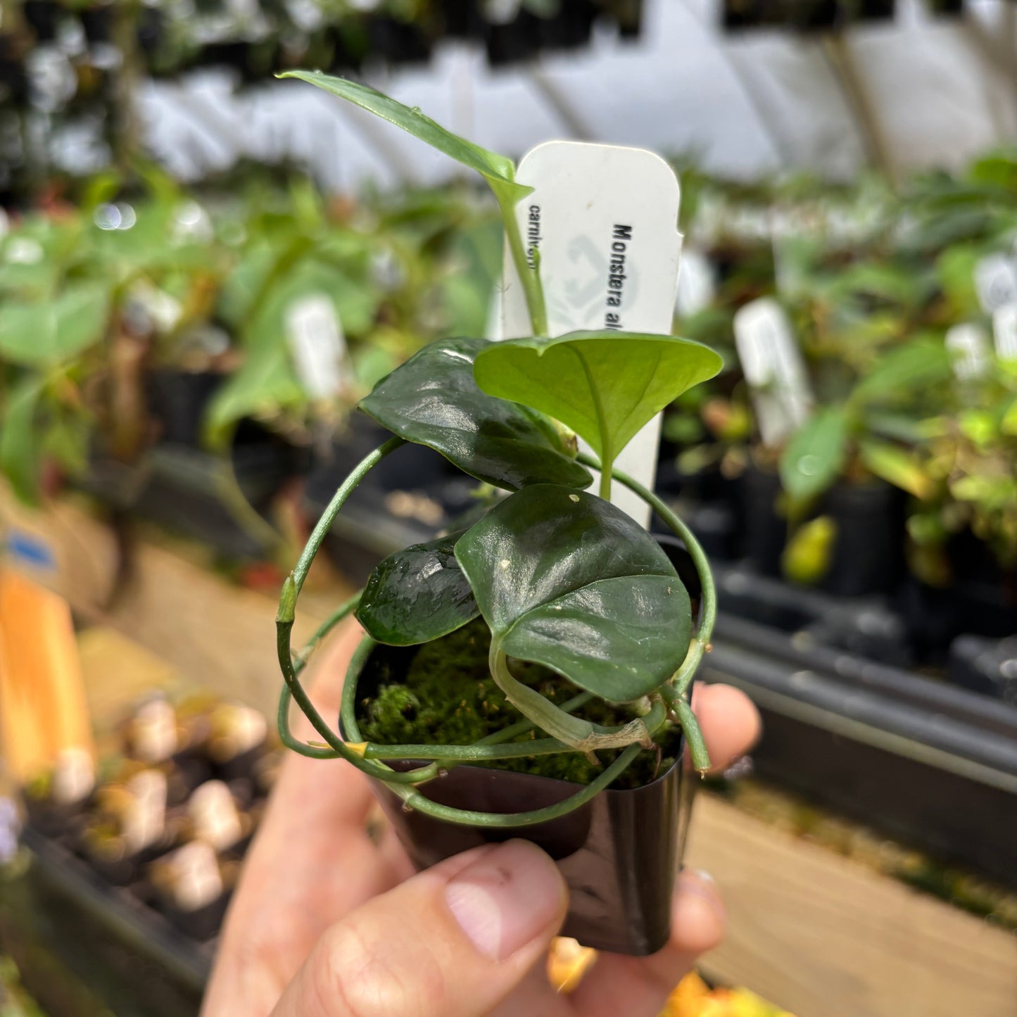 [MDR095] Monstera alcirana