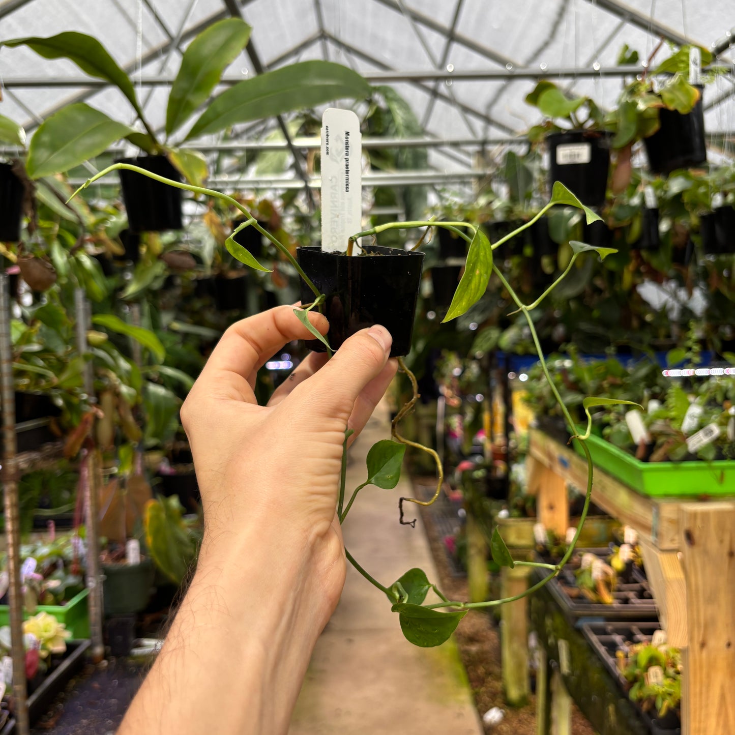 [MDR096] Monstera praetermissa