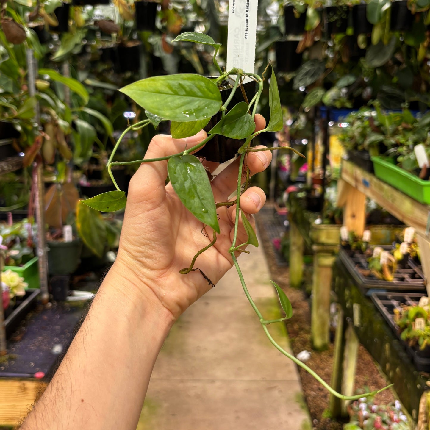 [MDR096] Monstera praetermissa