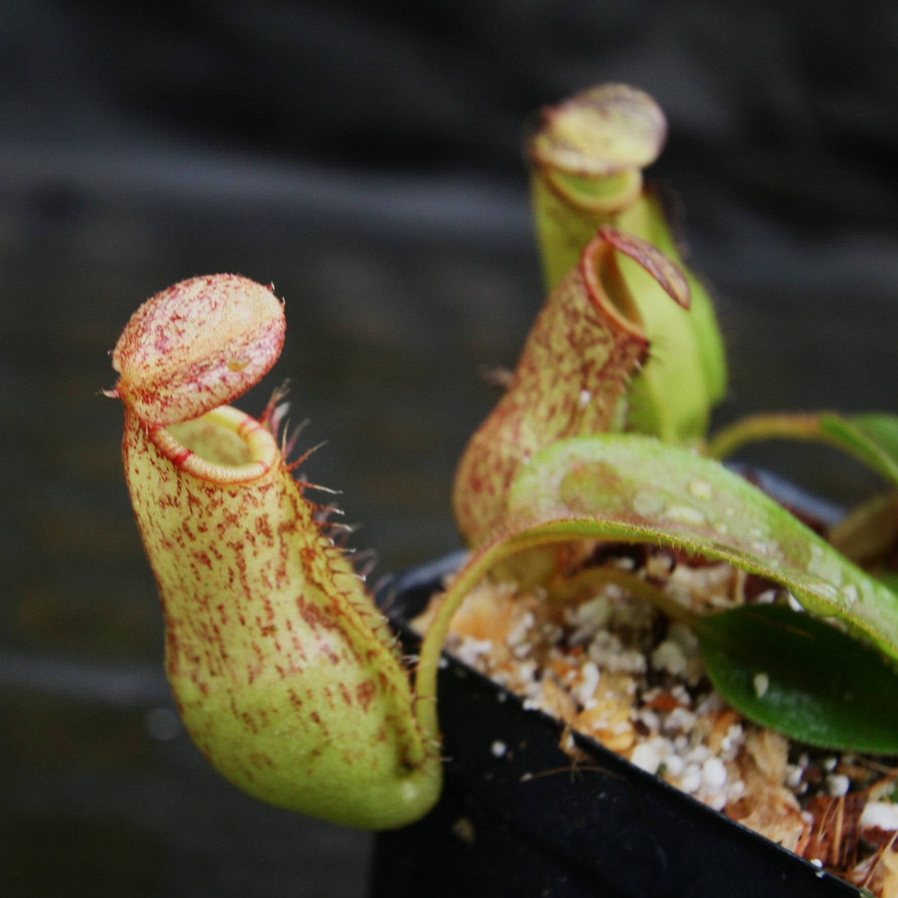 Nepenthes (spathulata x spectabilis) 