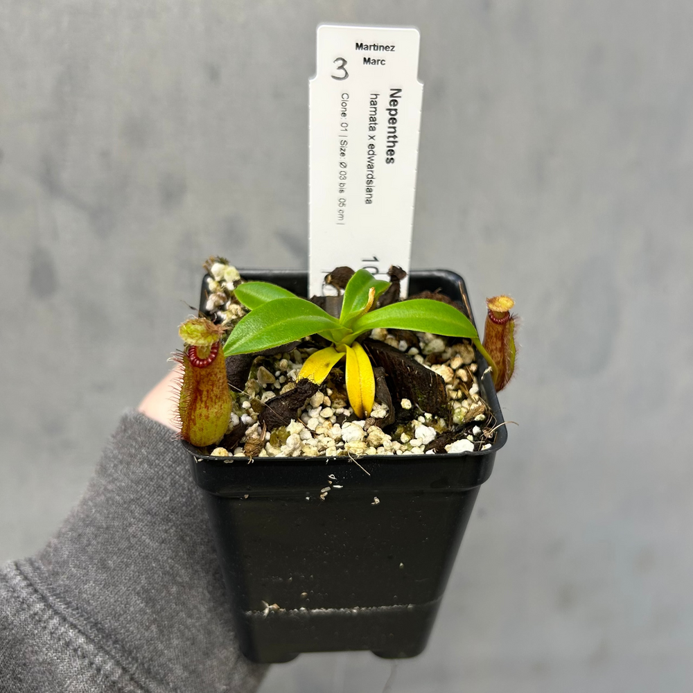 
                      
                        Nepenthes hamata x edwardsiana - Exact Plant 10/23/25
                      
                    