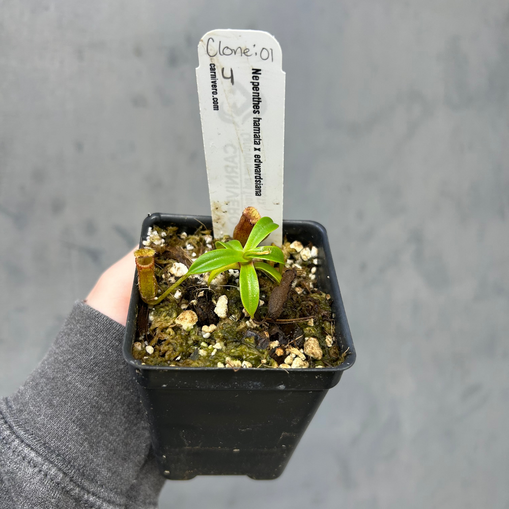 
                      
                        Nepenthes hamata x edwardsiana - Exact Plant 10/23/25
                      
                    