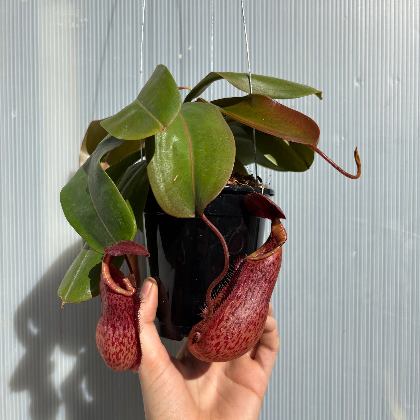 [A926] Nepenthes [(Viking x ampullaria) x northiana] x  [(lowii x veitchii) x burbidgeae], CAR-0409