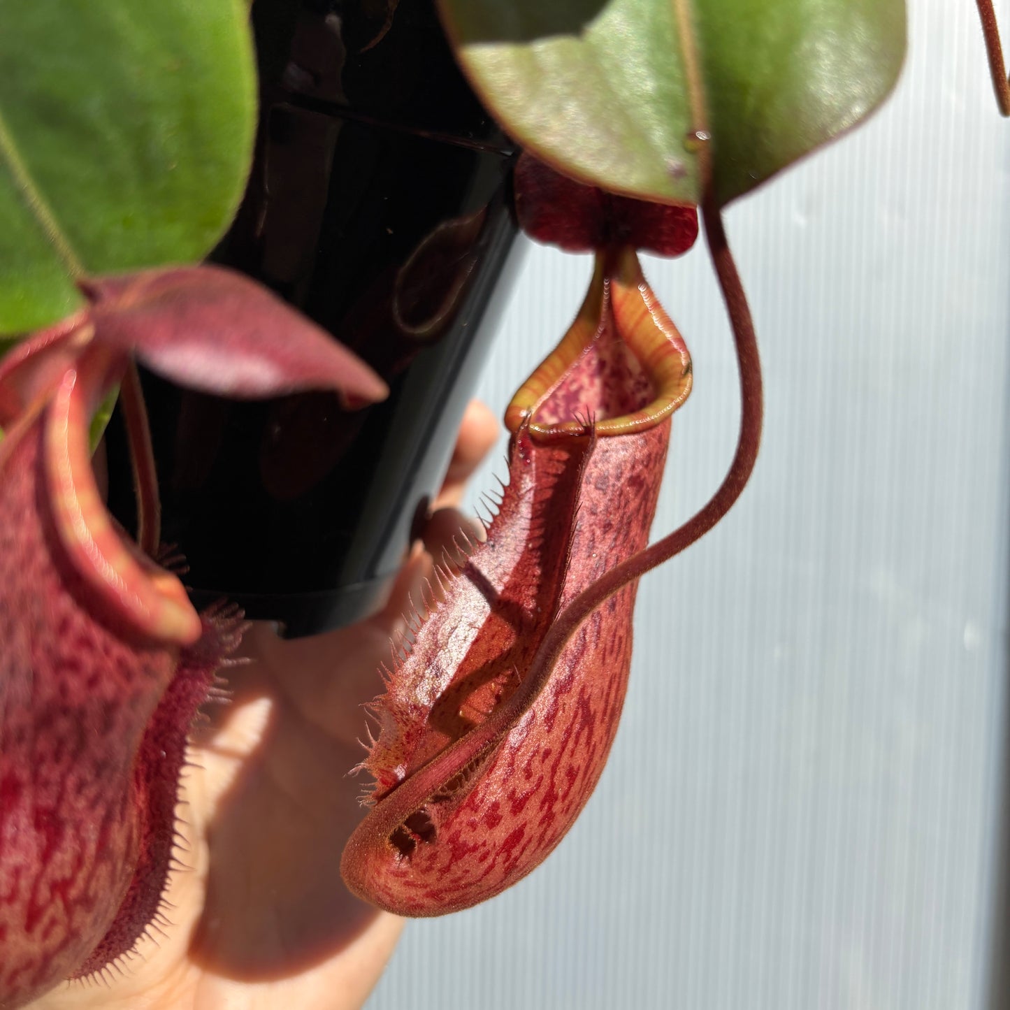 [A926] Nepenthes [(Viking x ampullaria) x northiana] x  [(lowii x veitchii) x burbidgeae], CAR-0409