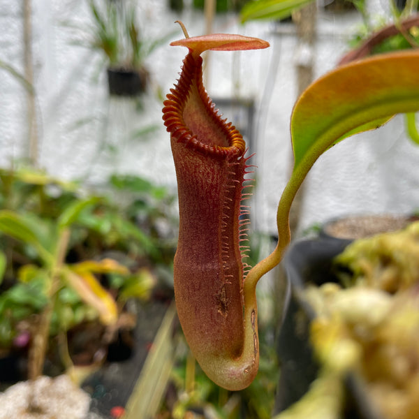 [A196] Nepenthes edwardsiana (Med)