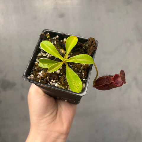 Nepenthes hamata x lowii BE-4609 with green leaves and a burgundy pitcher with a fringed rim