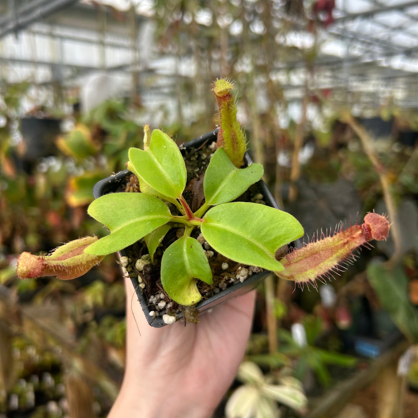 Nepenthes truncata [(d) #1 x (d) - wide peristome], CAR-0845