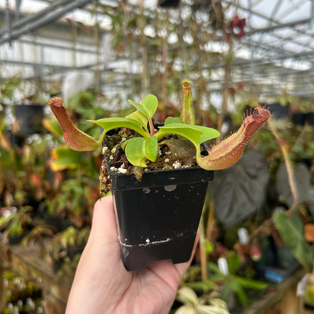 
                      
                        Nepenthes truncata [(d) #1 x (d) - wide peristome], CAR-0845
                      
                    