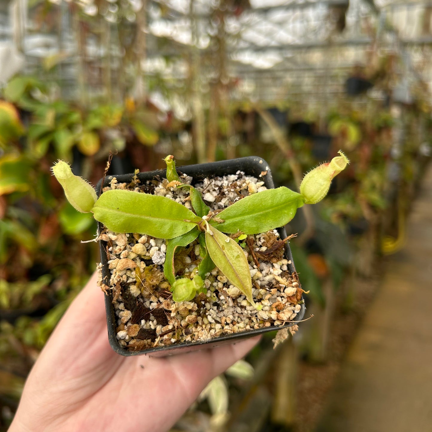 Nepenthes "Singing Viking", CAR-0851