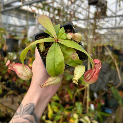 Nepenthes Singing Viking with green leaves and pink curved pitchers in a small pot