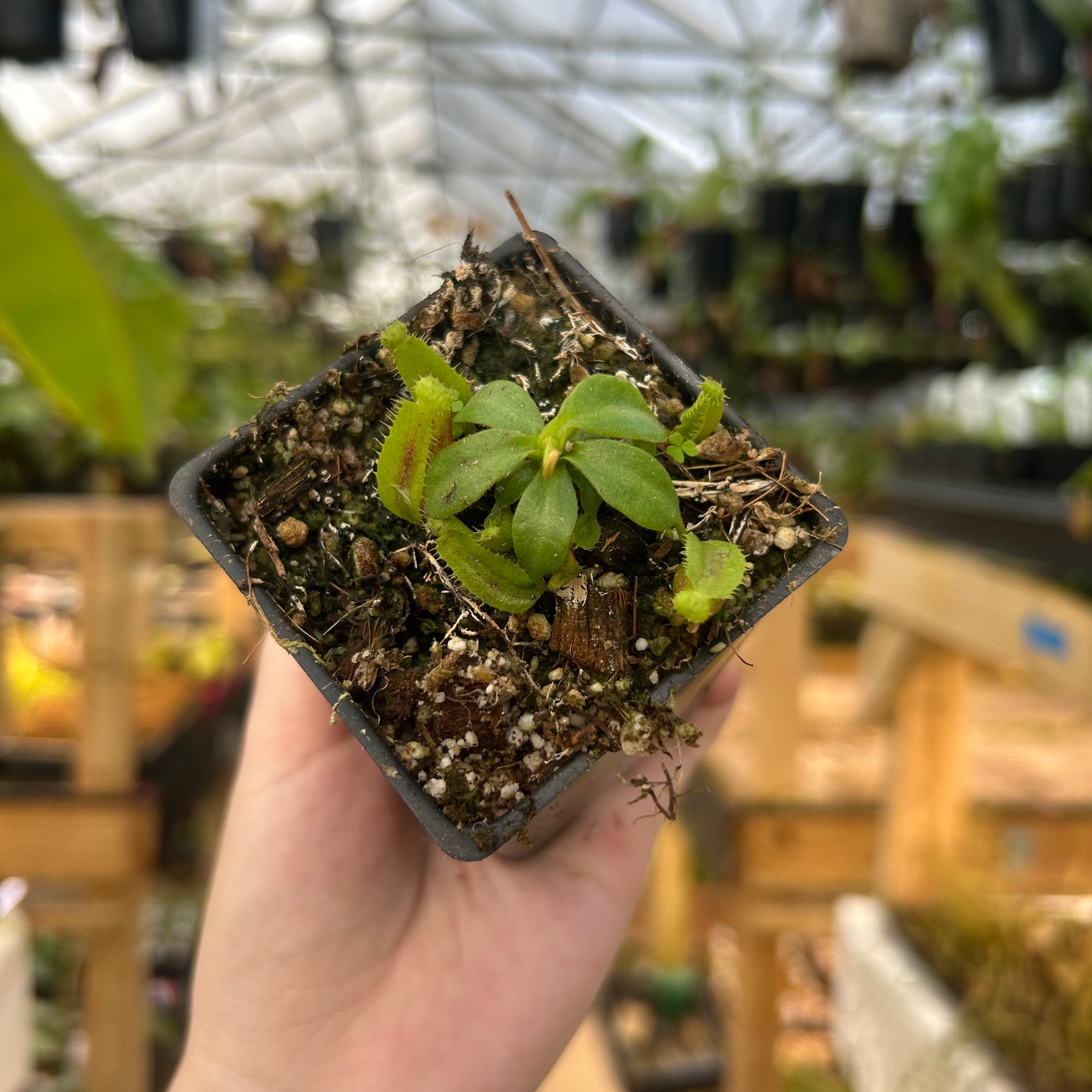 Nepenthes [(lowii x veitchii) x tiveyi] x platychila white, CAR