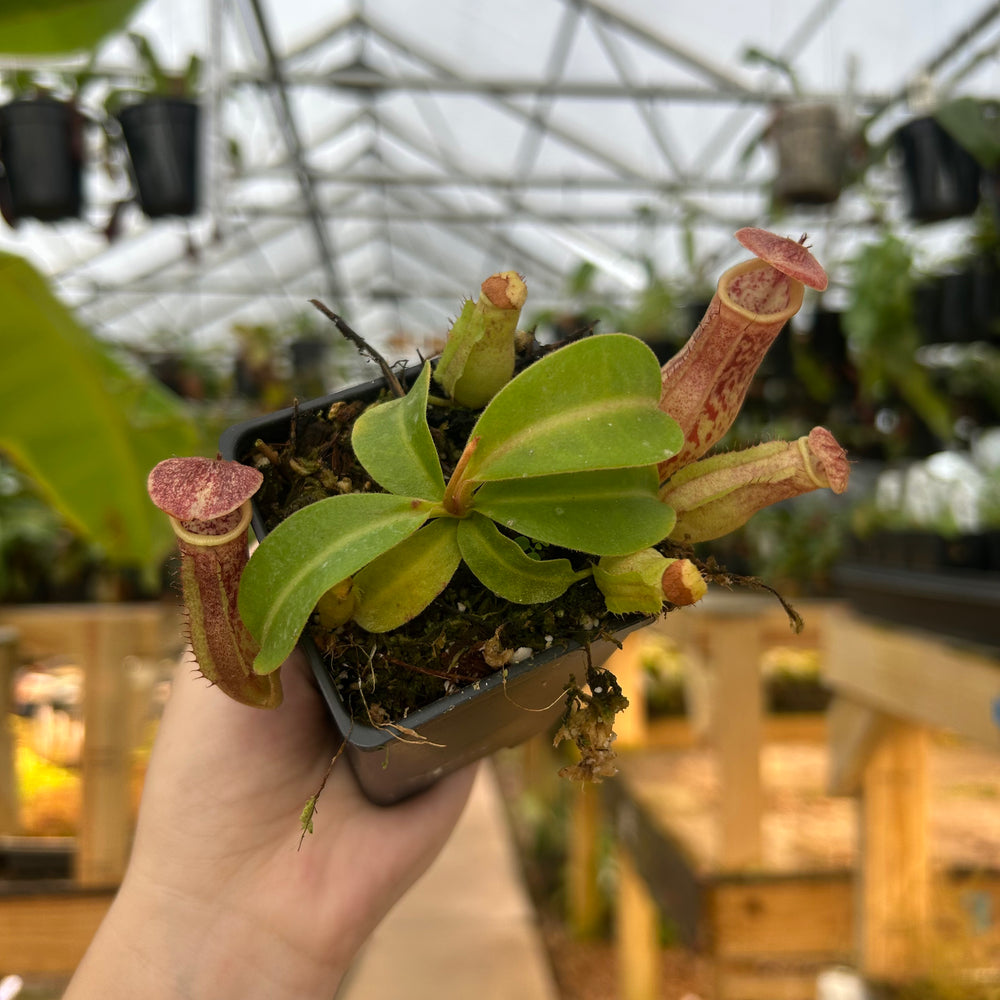 
                      
                        Nepenthes [(lowii x veitchii) x tiveyi] x platychila white, CAR-0724
                      
                    