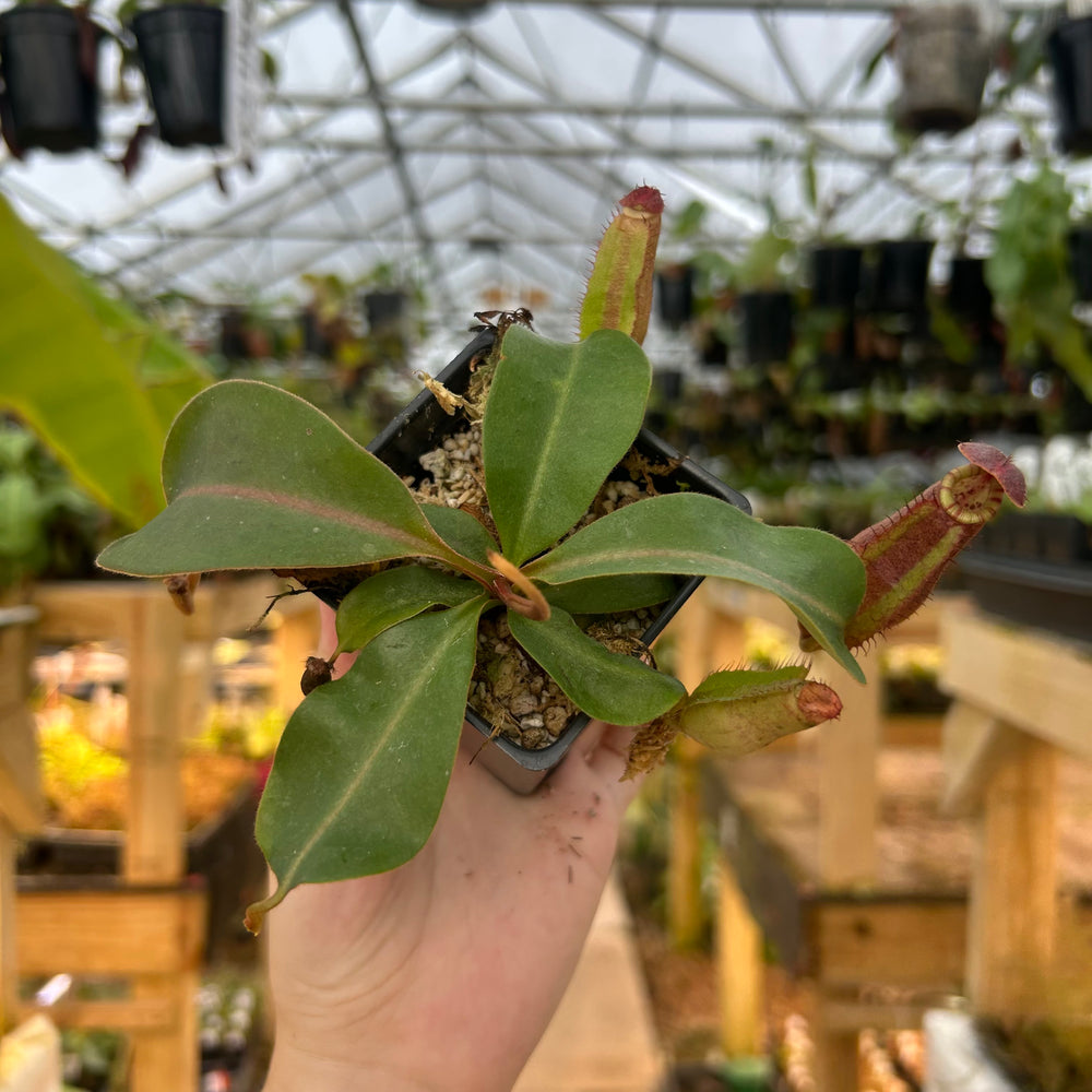 
                      
                        Nepenthes [(lowii x veitchii) x tiveyi] x platychila white, CAR-0724
                      
                    