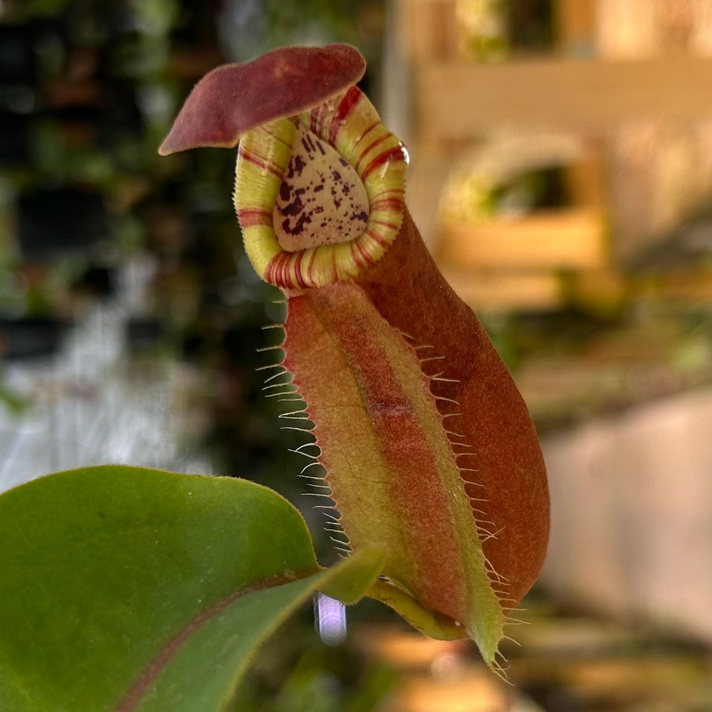 Nepenthes [(lowii x veitchii) x tiveyi] x platychila white, CAR-0724