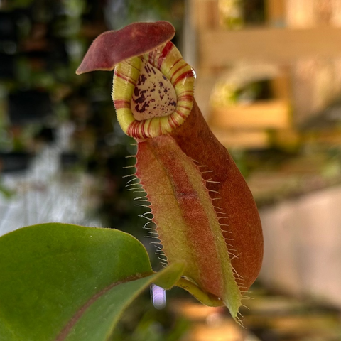 Nepenthes CAR-0724 pitcher plant with red hood, striped lime peristome, and hairy rim
