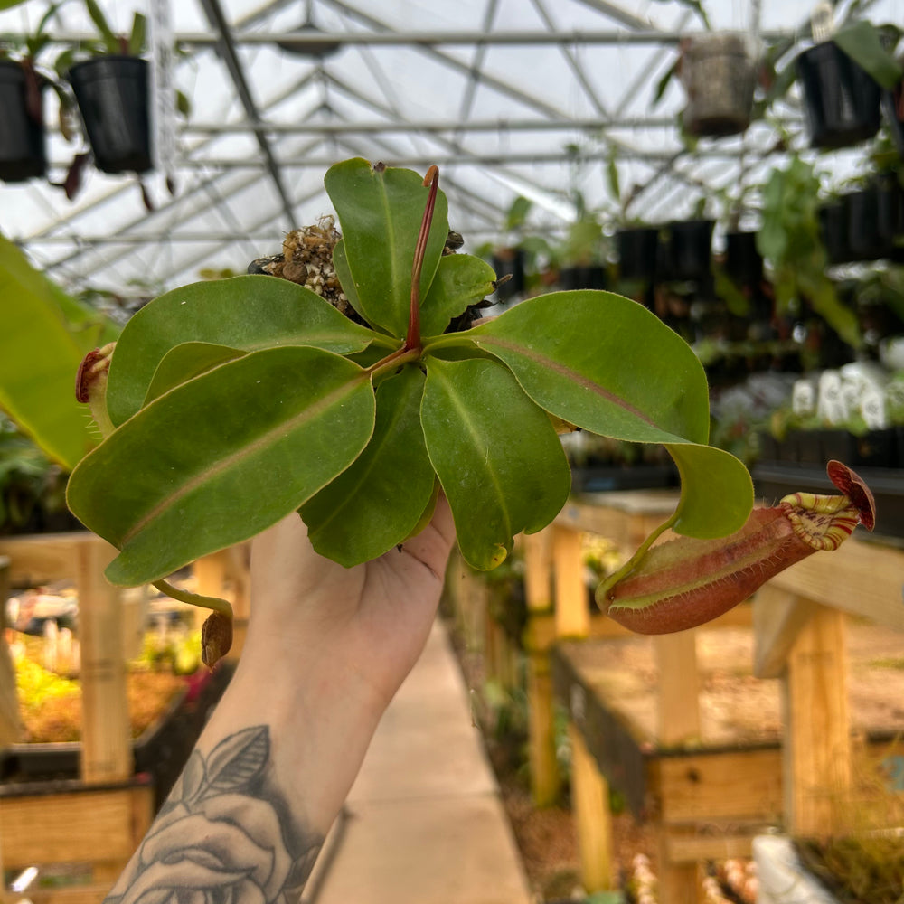 
                      
                        Nepenthes [(lowii x veitchii) x tiveyi] x platychila white, CAR-0724
                      
                    