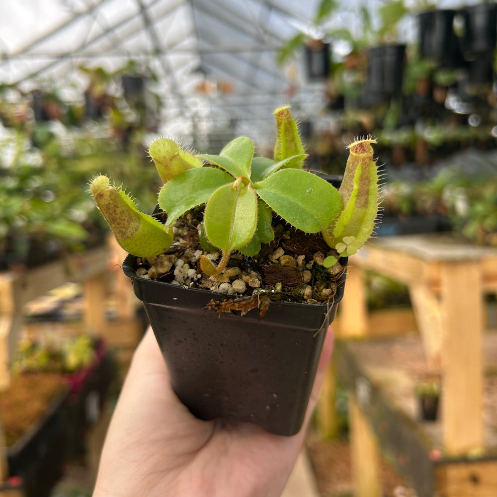 
                      
                        Nepenthes veitchii (k) x (northiana x veitchii), CAR-0884
                      
                    