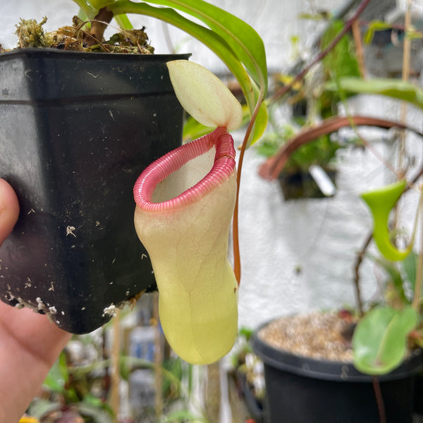 [A199] Nepenthes ventricosa "Porcelain"/"Alba" (Lg, unpotted)