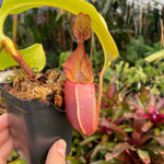 [A205] Nepenthes veitchii "Requiem for a Dream" (L, unpotted)