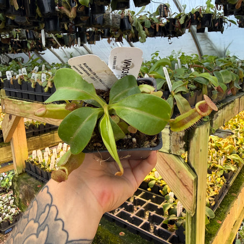 WH0310	Nepenthes [(Rokko x boschiana) x veitchii] x Trusmadiensis, CAR-0621	(M)