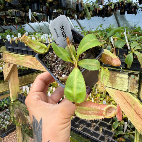 WH0311	Nepenthes veitchii ((m) grex #2 x 'Cobra'), CAR-1002	(S)