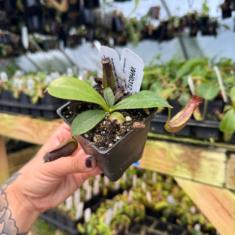 WH0312	Nepenthes naga PB x veitchii 'Candy Dreams', CAR-0885	(M)
