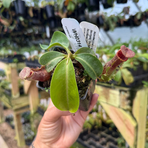 WH0314	Nepenthes [(lowii x veitchii) x boschiana)] "Red Ruffled" x Redonkulas, CAR-0430	(M)