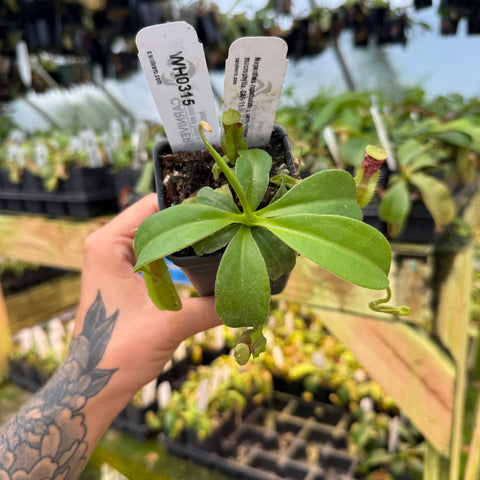 WH0315	Nepenthes (spathulata x jacquelineae) x macrophylla, CAR-1103	(M)
