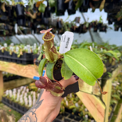 WH0316	Nepenthes [(lowii x veitchii) x boschiana)]-yellow x 'Redonkulas', CAR-0882	(M)