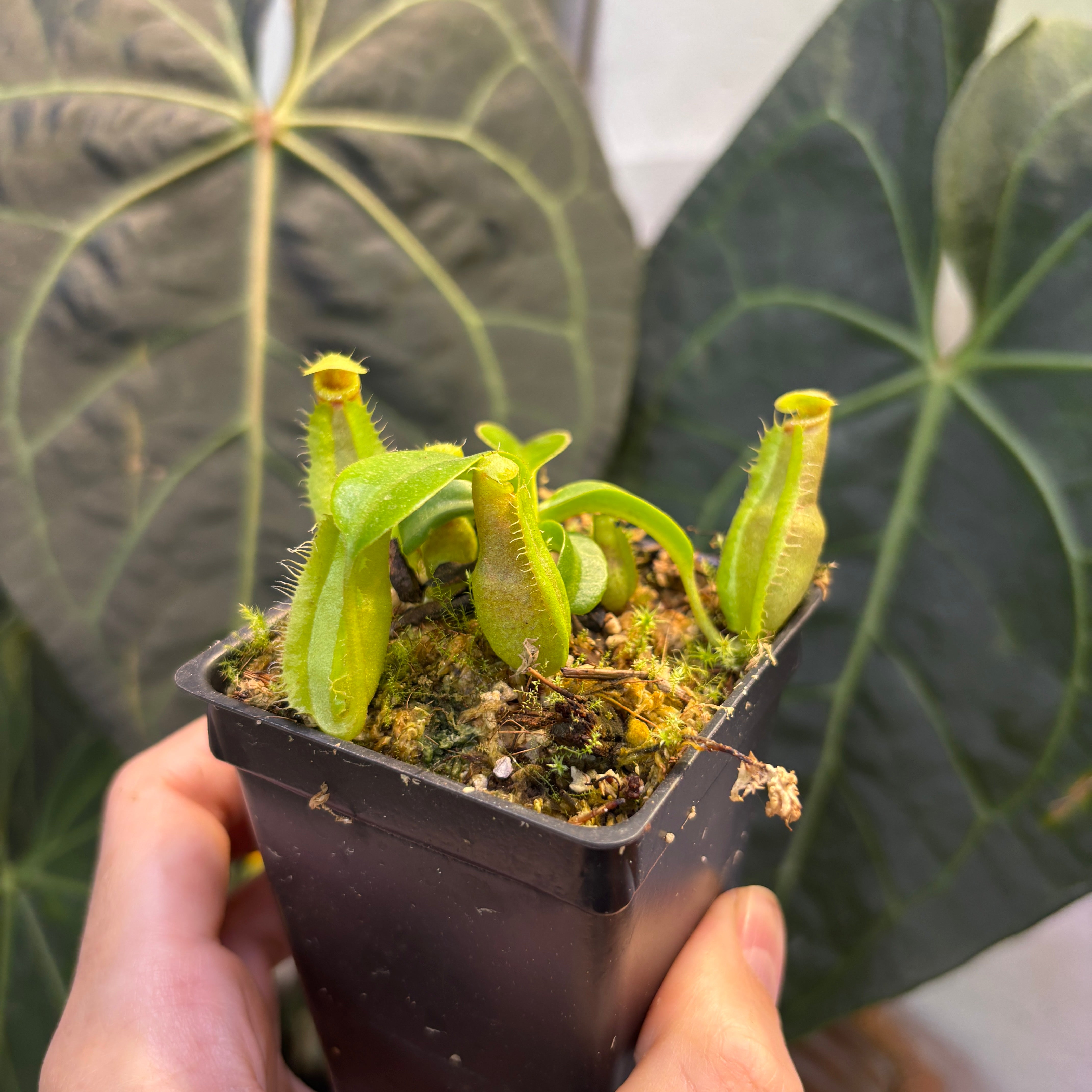 W202] Nepenthes spathulata x edwardsiana – Carnivero