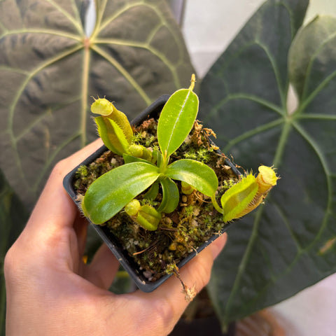 Nepenthes spathulata x edwardsiana hybrid carnivorous plant in a small pot with moss and multiple green pitcher traps.