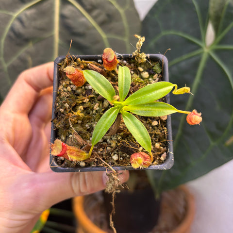 Nepenthes aristolochioides x edwardsiana seedling with bright green lanceolate leaves in a small pot.
